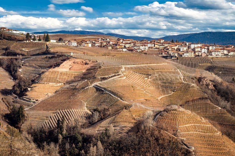 Vintage Vineyard
